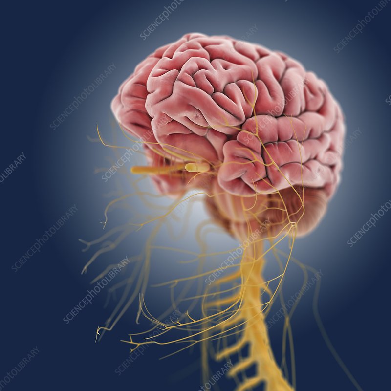 Ph.D. in Neurovirology: Introduction, Admission, Registration, Eligibility, Duration, Fees, Syllabus 2024