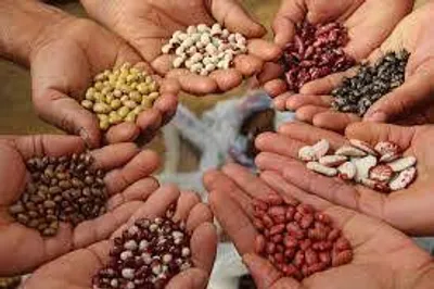 Ph.D. in Seed Science & Technology: Introduction, Admission, Registration, Eligibility, Duration, Fees, Syllabus 2024