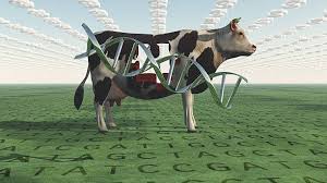 PhD in Animal Genetics and Breeding: Introduction, Admission, Registration, Eligibility, Duration, Fees, Syllabus 2024