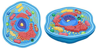 Ph.D. in Cell Biology and Anatomy: Introduction, Admission, Registration, Eligibility, Duration, Fees, Syllabus 2024