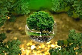 Ph.D. in Conservation: Introduction, Admission, Registration, Eligibility, Duration, Fees, Syllabus 2024