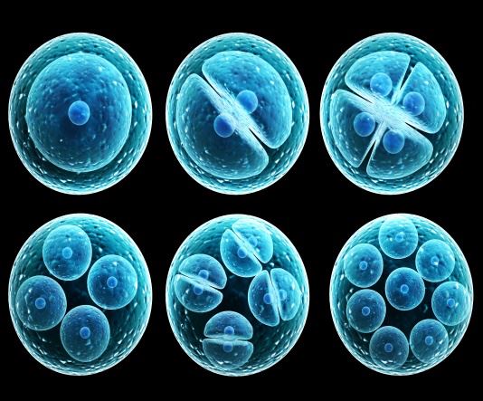 Ph.D. in Developmental and STEM Biology:  Introduction, Admission, Registration, Eligibility, Duration, Fees, Syllabus 2024