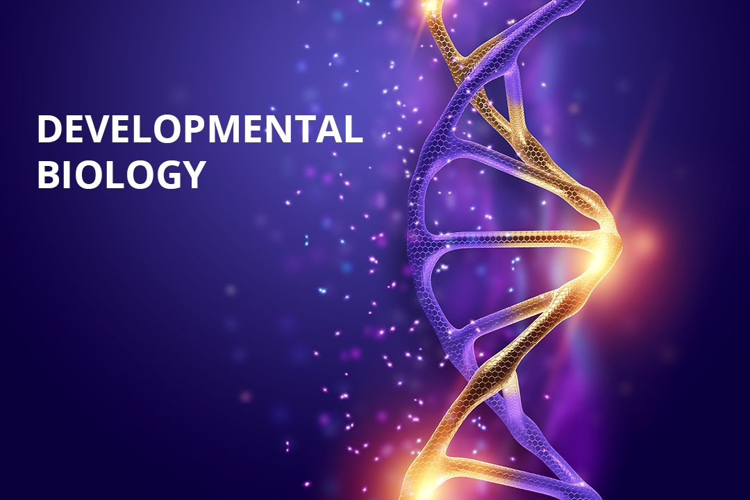 Ph.D. in Developmental Biology: Introduction, Admission, Registration, Eligibility, Duration, Fees, Syllabus 2024